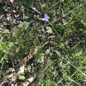 Wahlenbergia capillaris at Deakin, ACT - 7 Oct 2021