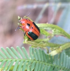 Calomela curtisi (Acacia leaf beetle) at Acton, ACT - 11 Oct 2021 by NedJohnston