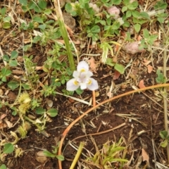 Moraea setifolia (Thread Iris) at Griffith, NSW - 5 Oct 2019 by Liam.m