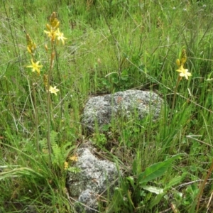 Bulbine bulbosa at Molonglo Valley, ACT - 10 Oct 2021