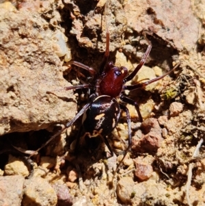 Habronestes bradleyi at Coree, ACT - 11 Oct 2021 01:16 PM