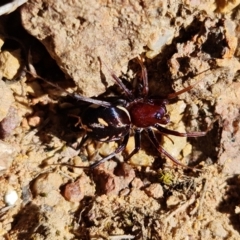 Habronestes bradleyi at Coree, ACT - 11 Oct 2021 01:16 PM