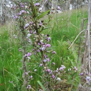 Glycine clandestina at Molonglo Valley, ACT - 10 Oct 2021