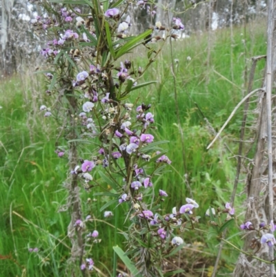 Glycine clandestina (Twining Glycine) at Molonglo Valley, ACT - 10 Oct 2021 by sangio7