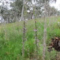 Glycine clandestina at Molonglo Valley, ACT - 10 Oct 2021