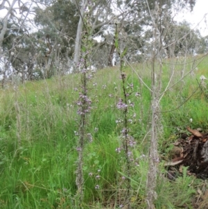 Glycine clandestina at Molonglo Valley, ACT - 10 Oct 2021