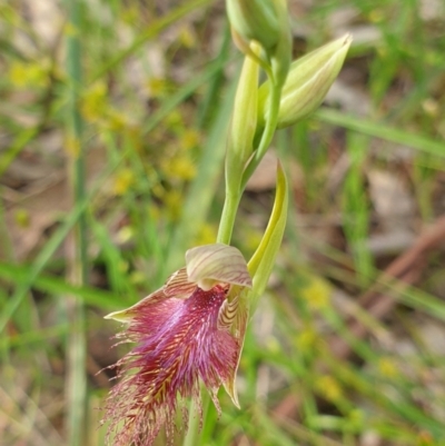 Calochilus robertsonii (Beard Orchid) at West Albury, NSW - 2 Oct 2021 by ClaireSee