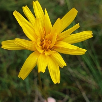 Microseris walteri (Yam Daisy, Murnong) at West Albury, NSW - 2 Oct 2021 by ClaireSee