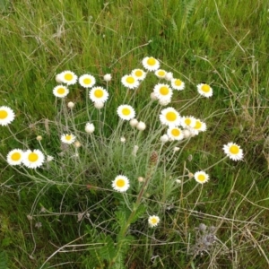 Leucochrysum albicans subsp. tricolor at Holt, ACT - 10 Oct 2021 11:24 AM