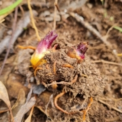 Orobanche minor (Broomrape) at Symonston, ACT - 11 Oct 2021 by Mike