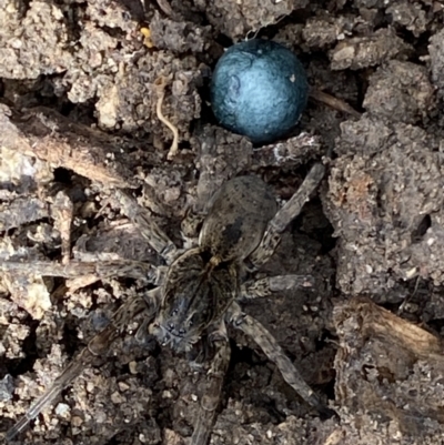 Unidentified Spider (Araneae) at Macarthur, ACT - 11 Oct 2021 by RAllen