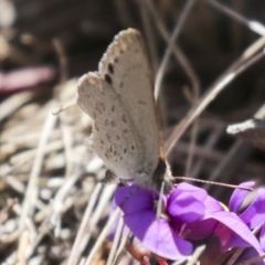 Erina hyacinthina (Varied Dusky-blue) at Bruce, ACT - 23 Sep 2021 by AlisonMilton