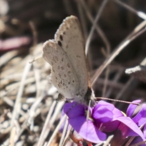 Erina hyacinthina at Bruce, ACT - 23 Sep 2021