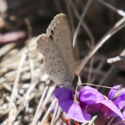 Erina hyacinthina (Varied Dusky-blue) at Bruce, ACT - 23 Sep 2021 by AlisonMilton