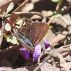 Erina hyacinthina at Bruce, ACT - 23 Sep 2021 02:49 PM