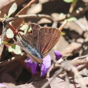 Erina hyacinthina at Bruce, ACT - 23 Sep 2021