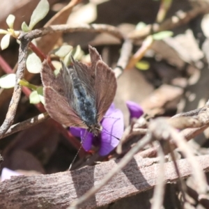 Erina hyacinthina at Bruce, ACT - 23 Sep 2021