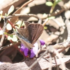 Erina hyacinthina at Bruce, ACT - 23 Sep 2021 02:49 PM