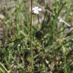 Drosera gunniana (Pale Sundew) at Glenroy, NSW - 11 Oct 2021 by PaulF