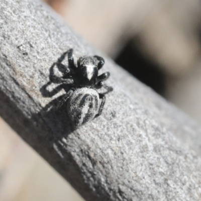 Salpesia sp. (genus) (Salpesia Jumping Spider) at Bruce Ridge to Gossan Hill - 23 Sep 2021 by AlisonMilton