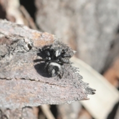 Salpesia sp. (genus) at Bruce, ACT - 23 Sep 2021