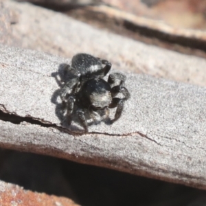 Salpesia sp. (genus) at Bruce, ACT - 23 Sep 2021