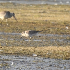 Calidris tenuirostris (Great Knot) at Bodalla, NSW - 1 Dec 2018 by Liam.m