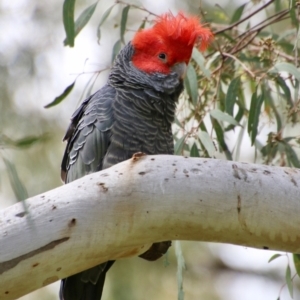 Callocephalon fimbriatum at Hughes, ACT - suppressed