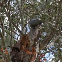 Callocephalon fimbriatum at Hughes, ACT - suppressed