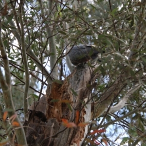 Callocephalon fimbriatum at Hughes, ACT - suppressed