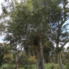 Callocephalon fimbriatum at Hughes, ACT - suppressed