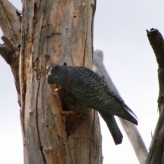 Callocephalon fimbriatum at Hughes, ACT - suppressed