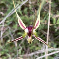 Caladenia parva at Bungendore, NSW - suppressed