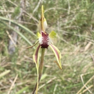 Caladenia parva at Bungendore, NSW - 2 Oct 2021