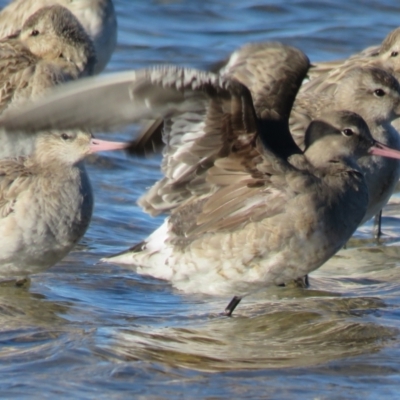 Limosa haemastica (Hudsonian Godwit) at Wollumboola, NSW - 7 Jul 2018 by Liam.m