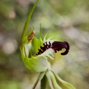 Caladenia parva at Coree, ACT - 11 Oct 2021