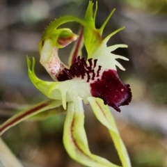 Caladenia parva at Coree, ACT - 11 Oct 2021