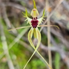 Caladenia parva at Coree, ACT - 11 Oct 2021