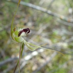 Caladenia parva at Coree, ACT - 11 Oct 2021