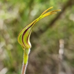 Caladenia parva at Coree, ACT - 11 Oct 2021