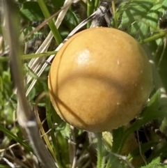 Unidentified Fungus at Mount Clear, ACT - 9 Oct 2021 by RAllen