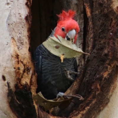 Callocephalon fimbriatum (Gang-gang Cockatoo) at Hughes, ACT - 11 Oct 2021 by LisaH