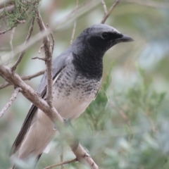 Coracina papuensis (White-bellied Cuckooshrike) at San Isidore, NSW - 27 May 2018 by Liam.m