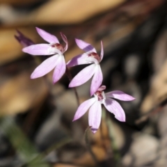 Caladenia fuscata (Dusky Fingers) at Bruce Ridge to Gossan Hill - 23 Sep 2021 by AlisonMilton