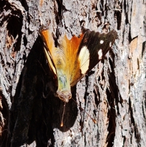 Vanessa itea at Coree, ACT - 11 Oct 2021 12:34 PM