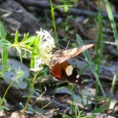 Vanessa itea at Coree, ACT - 11 Oct 2021 12:34 PM