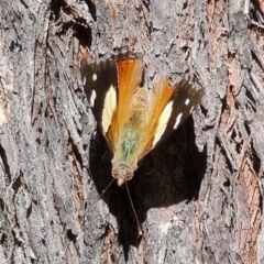 Vanessa itea at Coree, ACT - 11 Oct 2021 12:34 PM