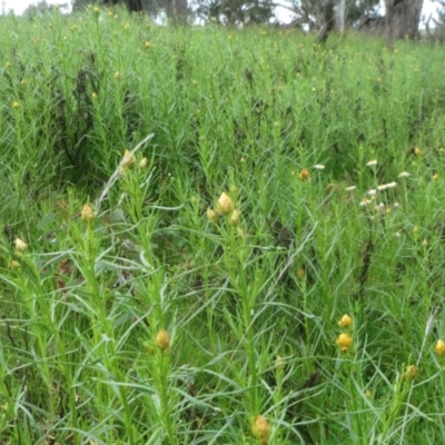 Xerochrysum viscosum (Sticky Everlasting) at Molonglo Valley, ACT - 10 Oct 2021 by sangio7