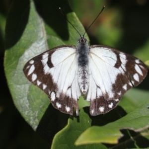 Belenois java at Kaleen, ACT - 8 Oct 2021 11:55 AM