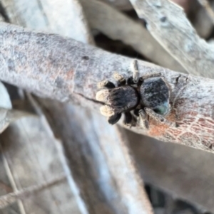 Maratus vespertilio at Murrumbateman, NSW - 11 Oct 2021